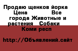 Продаю щенков йорка › Цена ­ 10 000 - Все города Животные и растения » Собаки   . Коми респ.